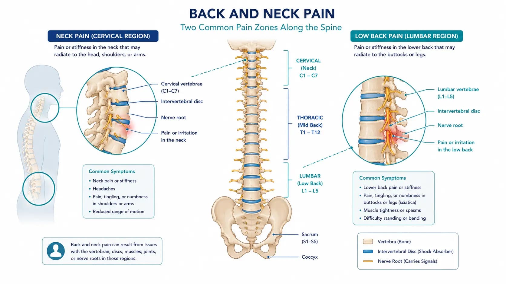 Back and Neck Pain anatomy illustration